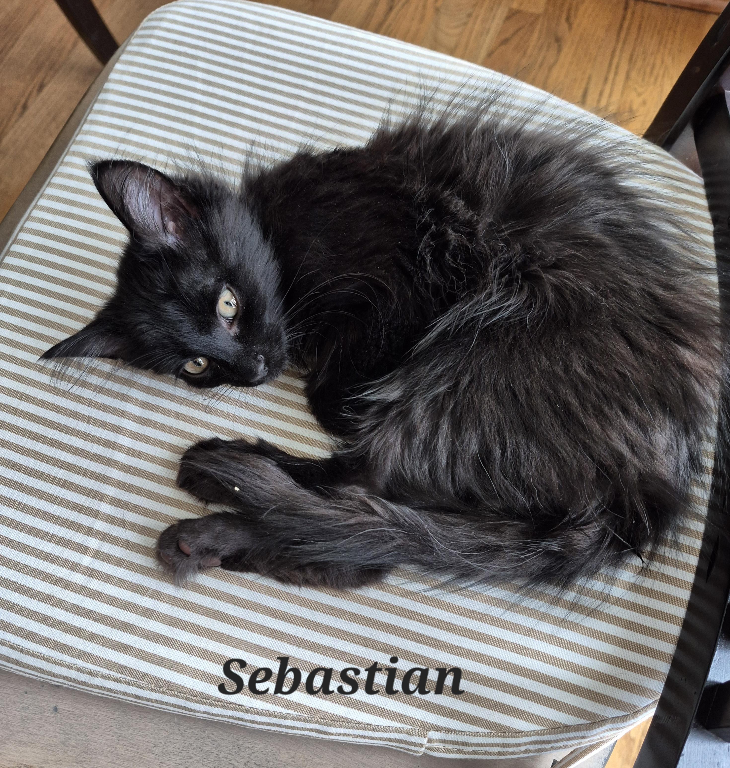 Enlarge Sebastian, a Adoptable Domestic Long Hair in Wheeling, IL image 2/3