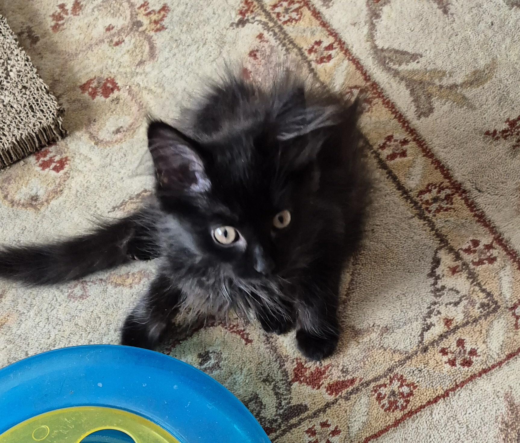 Enlarge Sebastian, a Adoptable Domestic Long Hair in Wheeling, IL image 3/3