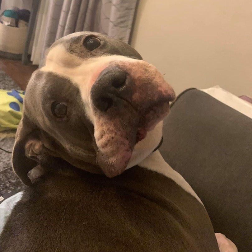 Chico, a Adoptable Pit Bull Terrier in Indianapolis, IN image 1/6