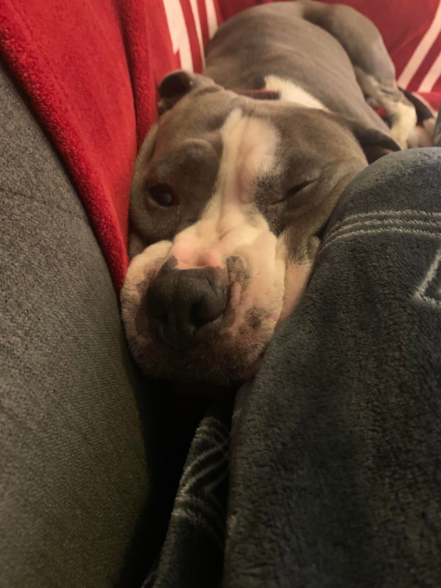 Chico, a Adoptable Pit Bull Terrier in Indianapolis, IN image 2/6