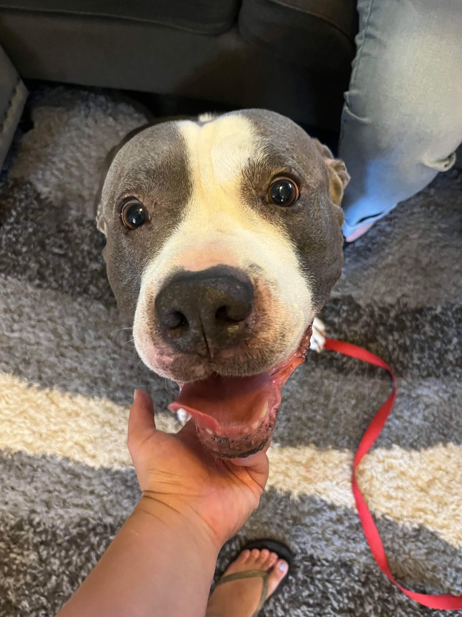 Chico, a Adoptable Pit Bull Terrier in Indianapolis, IN image 3/6