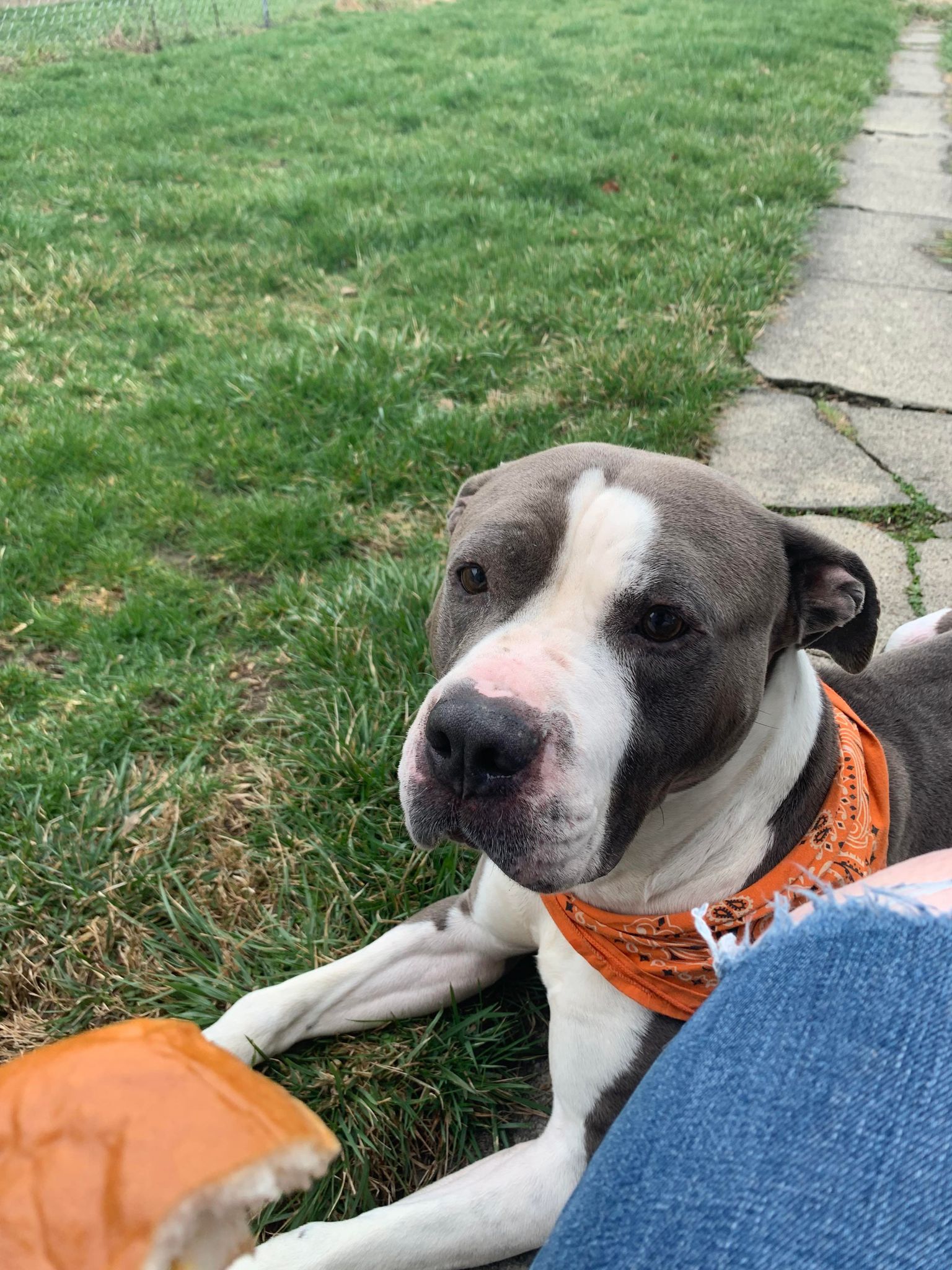 Chico, a Adoptable Pit Bull Terrier in Indianapolis, IN image 4/6