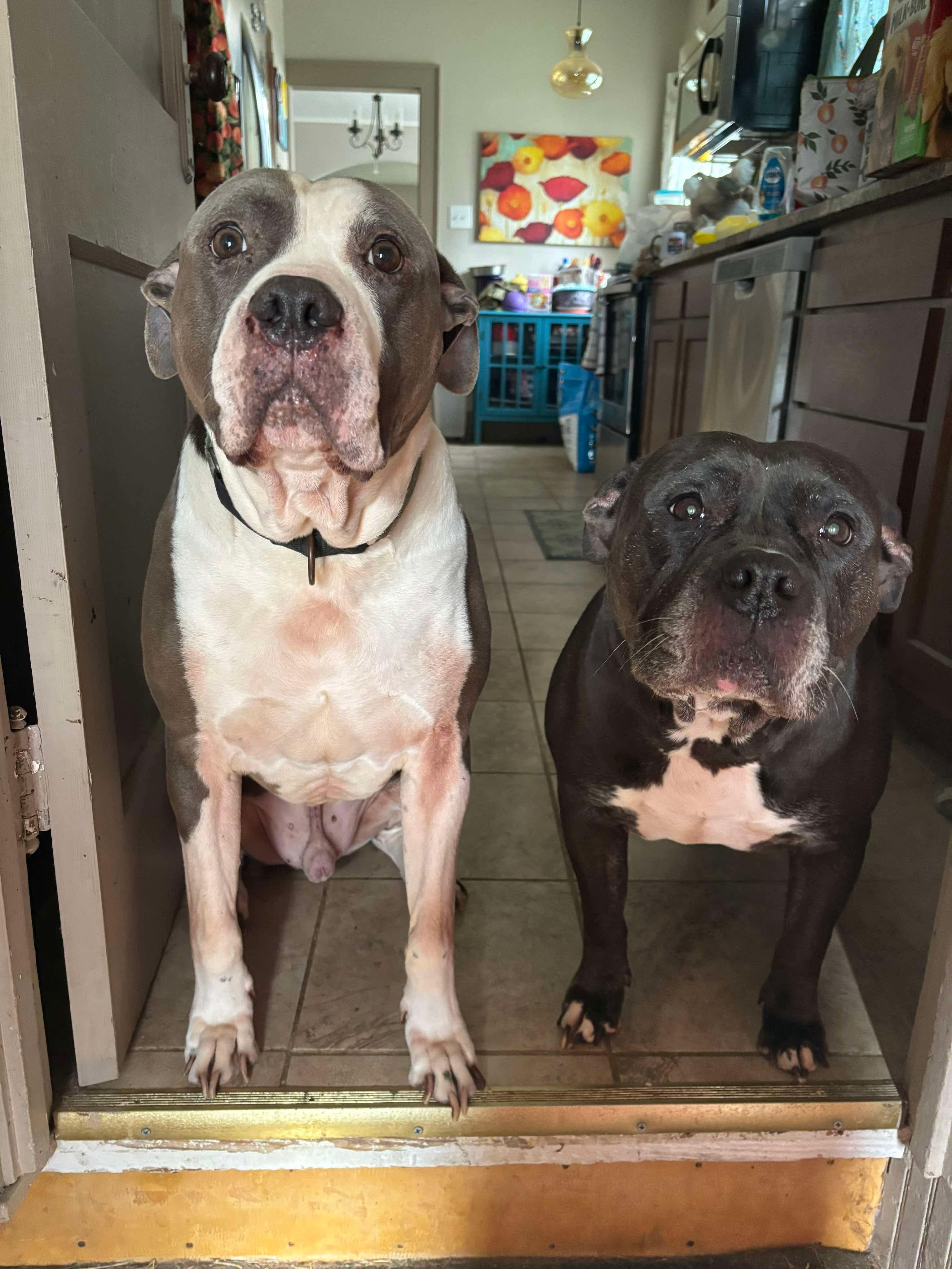 Chico, a Adoptable Pit Bull Terrier in Indianapolis, IN image 5/6