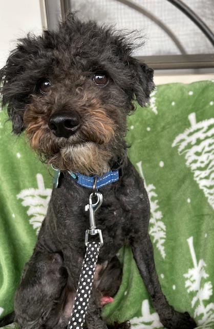 Enlarge Traveller, a ADOPTABLE Poodle in Memphis, TN image 2/5