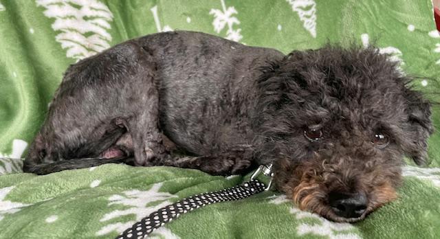 Enlarge Traveller, a ADOPTABLE Poodle in Memphis, TN image 4/5