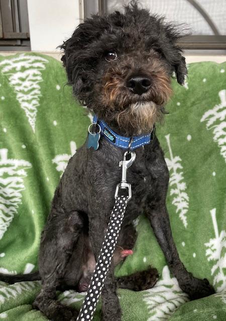 Traveller, ADOPTABLE, Adult Male Poodle.