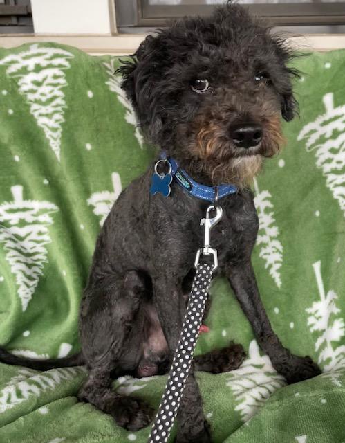 Enlarge Traveller, a ADOPTABLE Poodle in Memphis, TN image 3/5