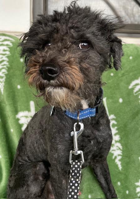 Enlarge Traveller, a ADOPTABLE Poodle in Memphis, TN image 5/5