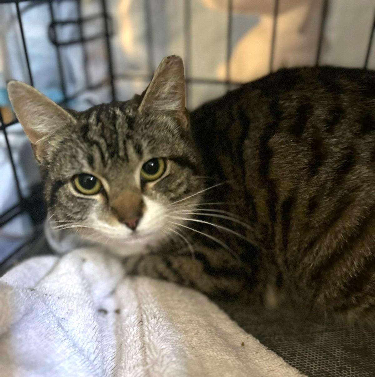Enlarge Athena, a Adoptable Tabby in New Albany, OH image 1/1