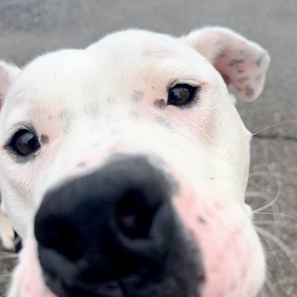 Pepper, a Adoptable mixed breed in Zanesville, OH image 1/6