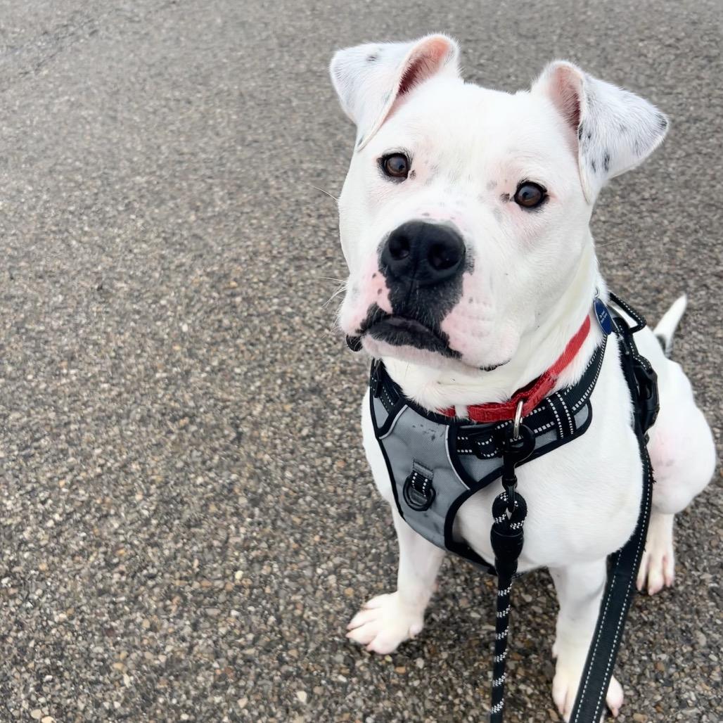 Pepper, a Adoptable mixed breed in Zanesville, OH image 2/6