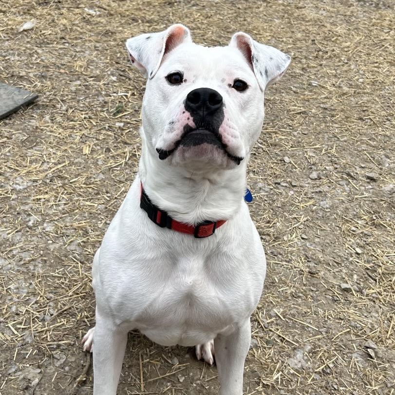 Pepper, a Adoptable mixed breed in Zanesville, OH image 5/6