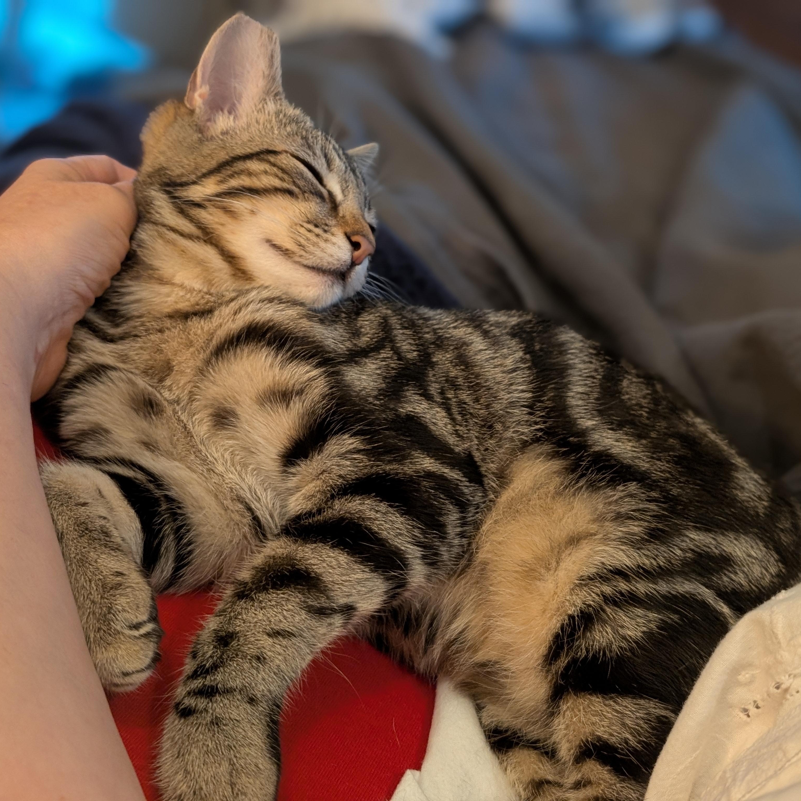 Louise, an adoptable Domestic Short Hair in Eureka, CA, 95503 | Photo Image 5