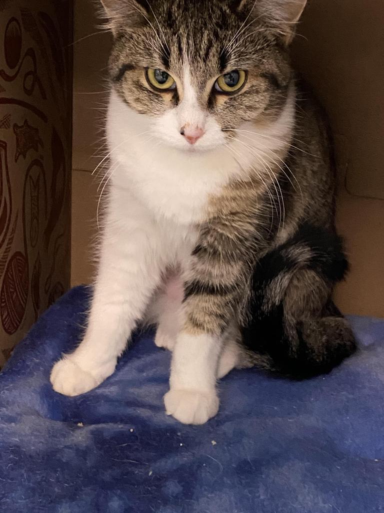 Misty, Adoptable, Young Female Domestic Short Hair.