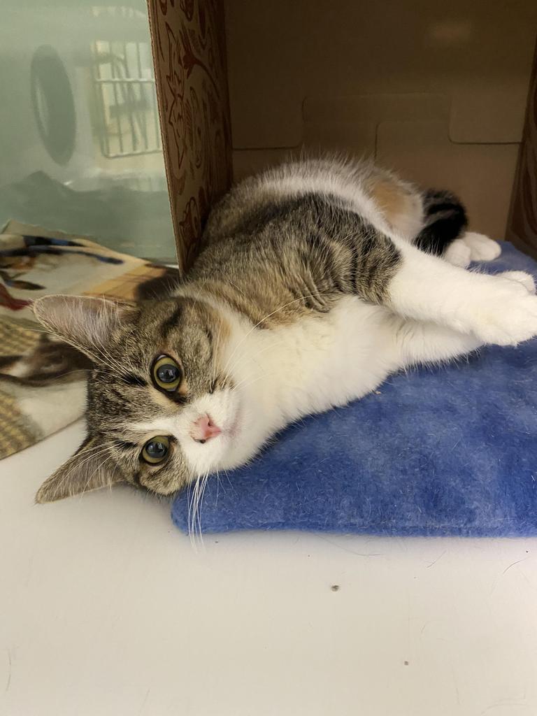 Enlarge Misty, a Adoptable mixed breed in Saint Paul, MN image 2/4