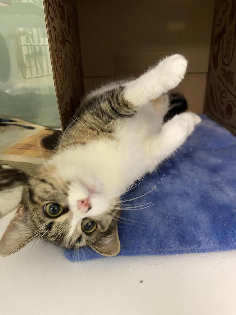 Enlarge Misty, a Adoptable mixed breed in Saint Paul, MN image 3/4