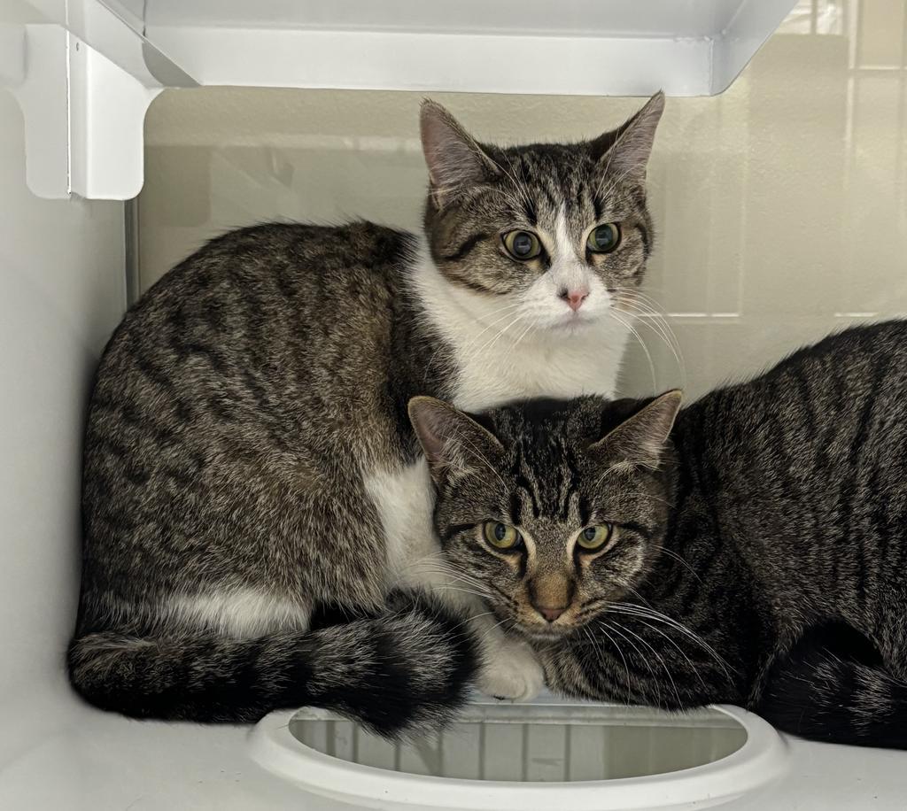 Enlarge Misty, a Adoptable mixed breed in Saint Paul, MN image 4/4