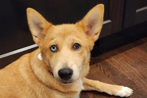 Enlarge Louie, a Adoptable mixed breed in Chicago, IL image 2/2