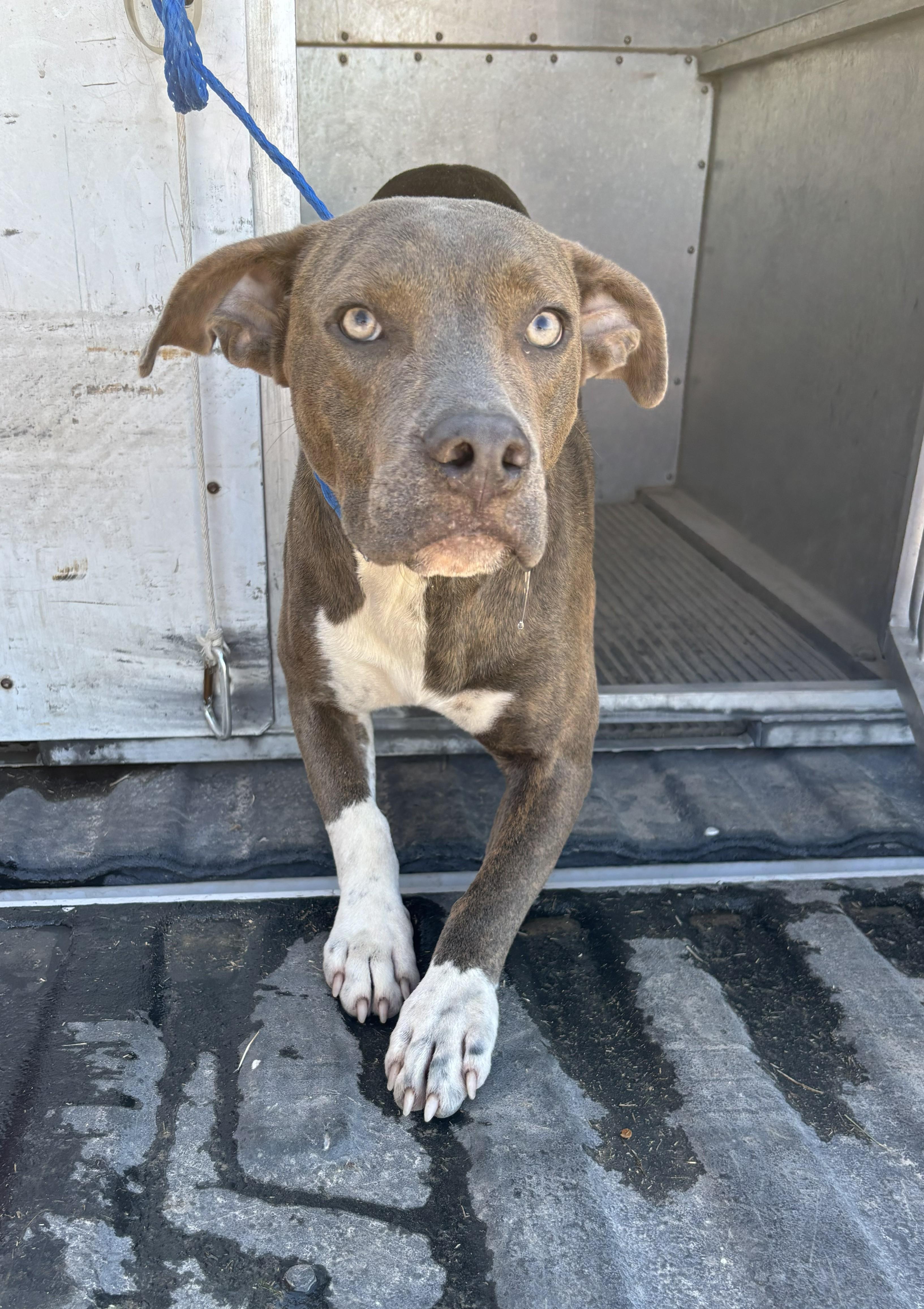 Enlarge Beck, a Adoptable mixed breed in Edna, TX image 1/1