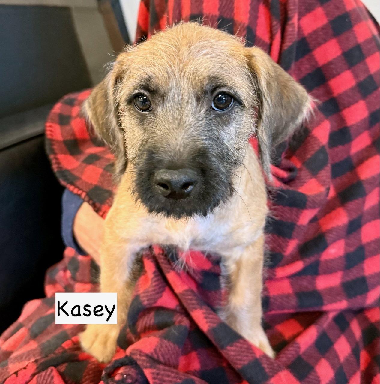 Enlarge Kasey, a Adoptable mixed breed in GILBERTS, IL image 1/3