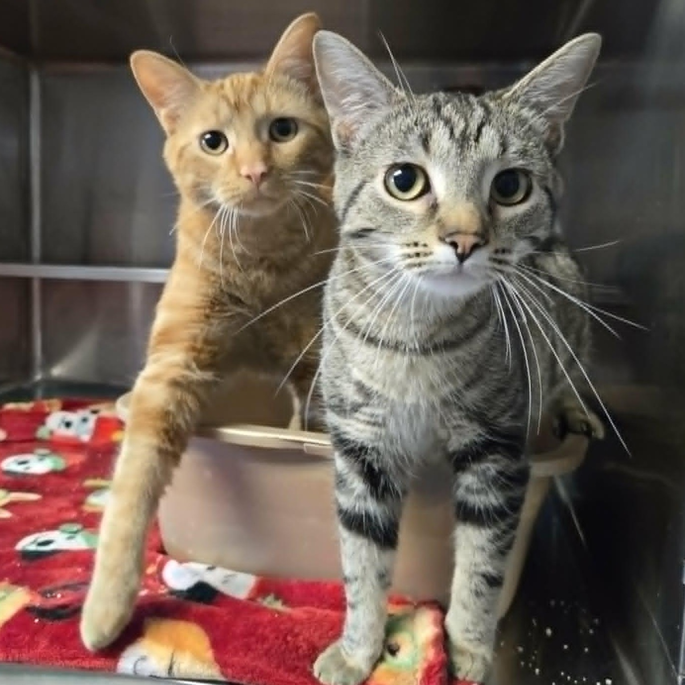 Margherita and Queso (At Whiskers Society), adopted, Kitten Male Domestic Short Hair.