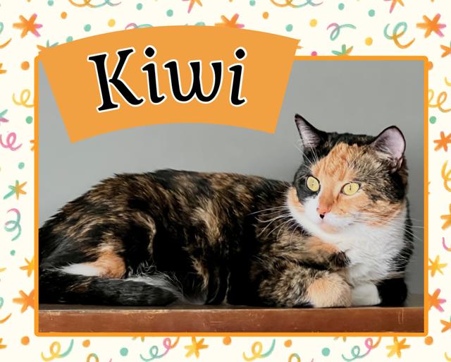 Kiwi, adopted, Young Female Domestic Short Hair.