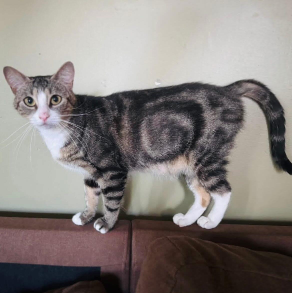 Penelope, Adoptable, Young Female Domestic Short Hair.