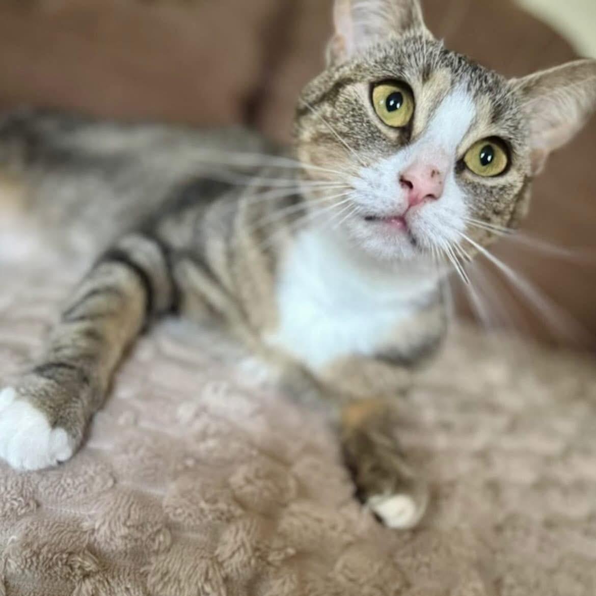 Enlarge Penelope, a Adoptable Domestic Short Hair in Nesquehoning, PA image 2/2