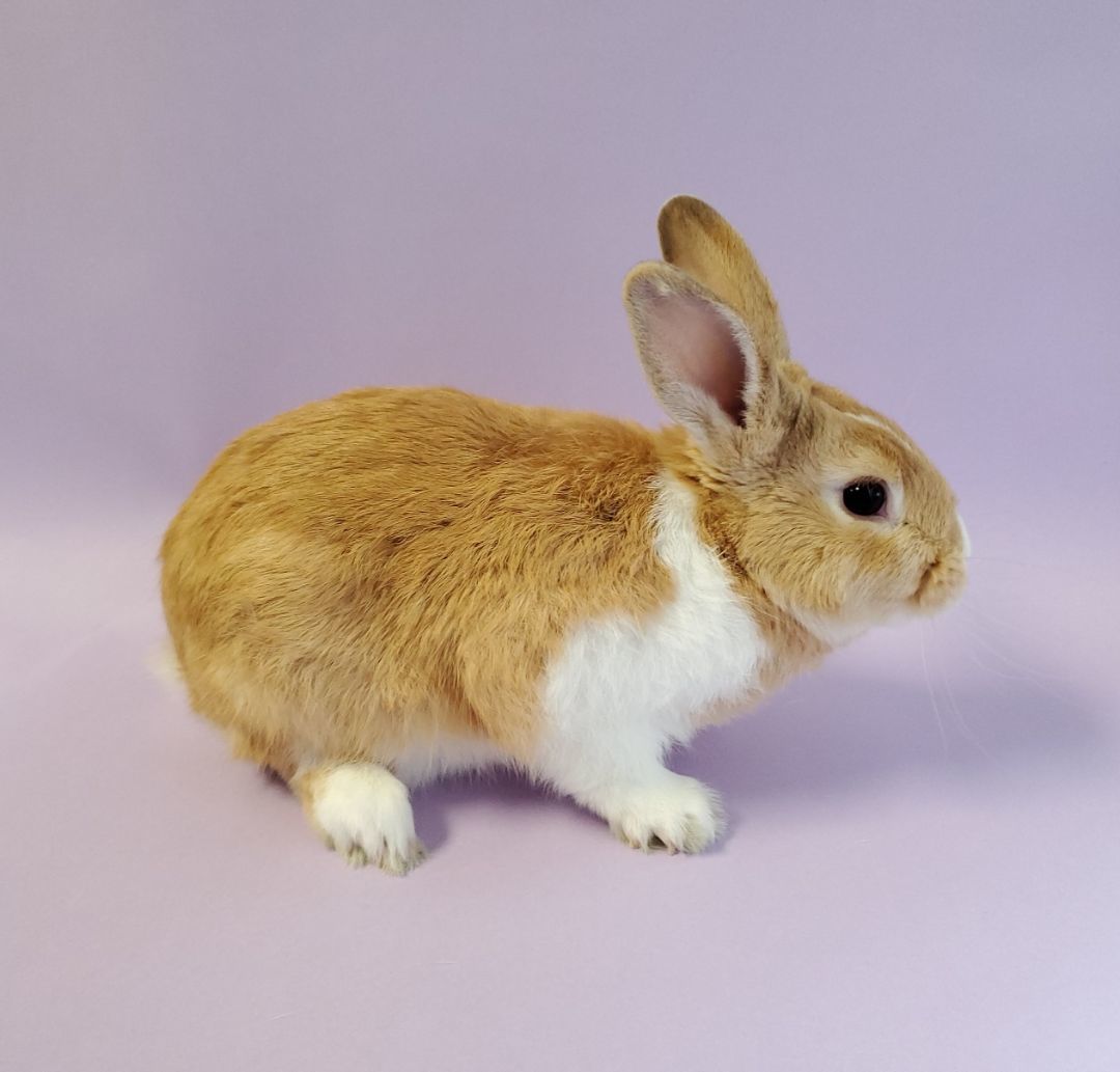 Lord Marmalade photo 2