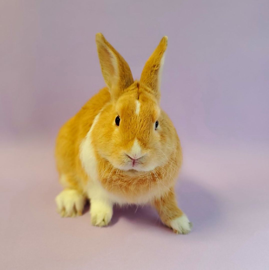 Lord Marmalade photo 3