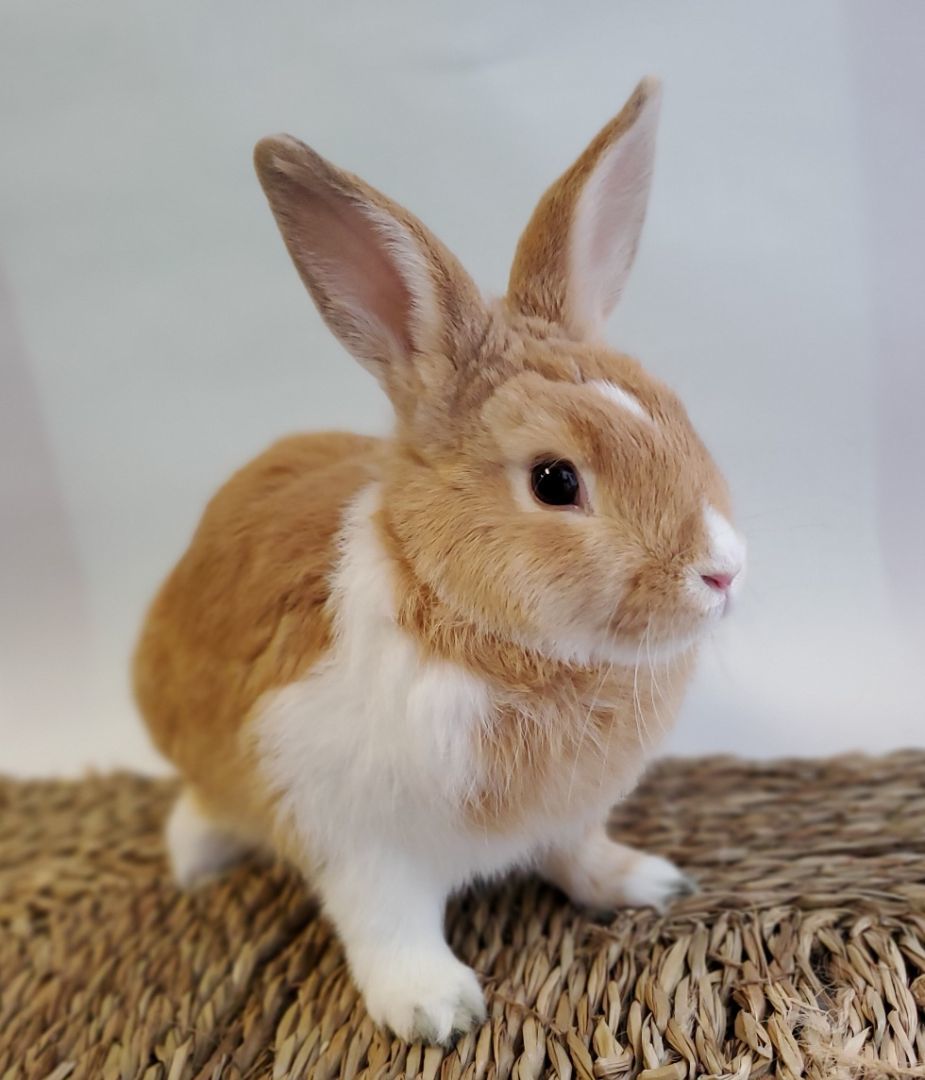 Lord Marmalade photo 1