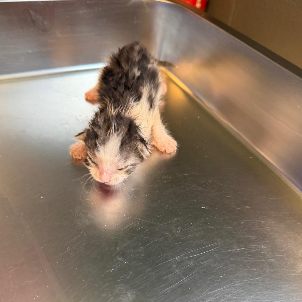 TUSC-Stray-85220_2_3_4, Adoptable, Kitten Female Domestic Short Hair.
