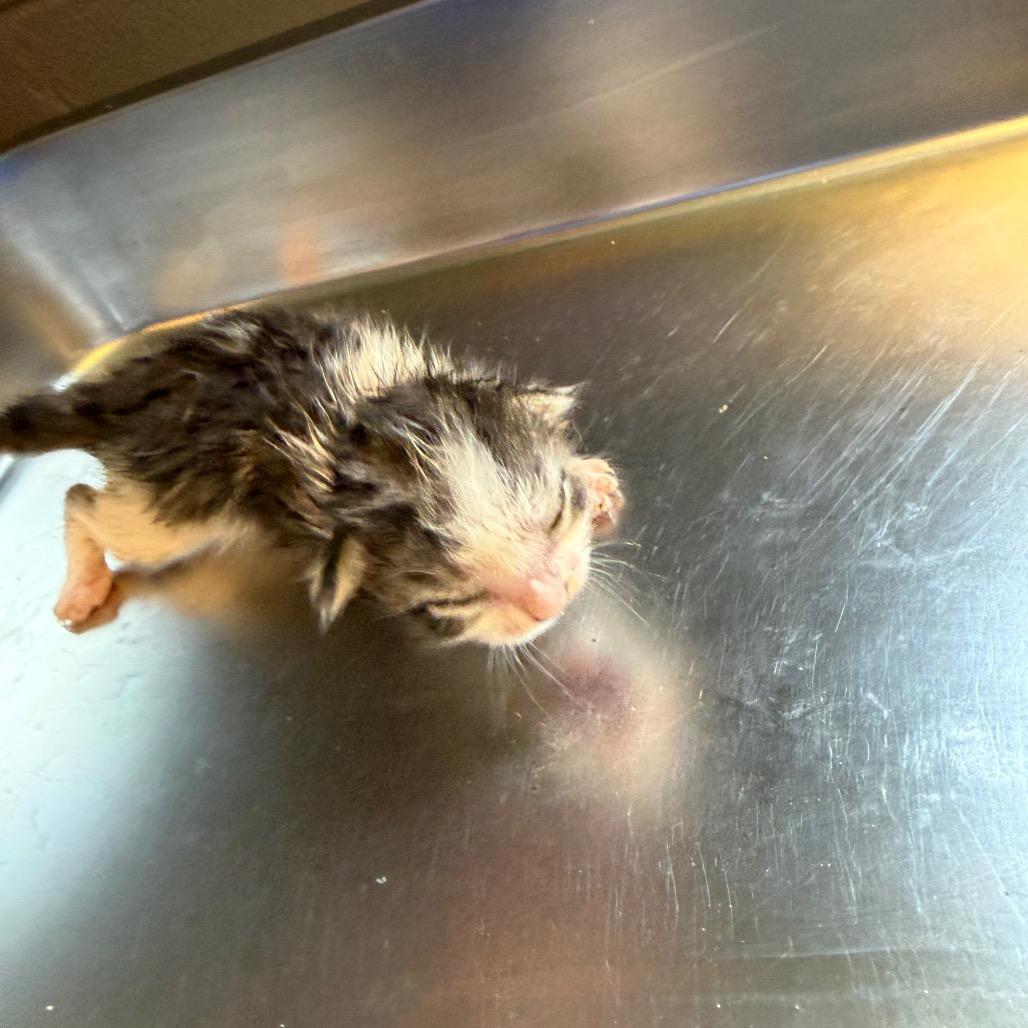 Enlarge TUSC-Stray-85220_2_3_4, a Adoptable Domestic Short Hair in Tuscaloosa, AL image 2/2