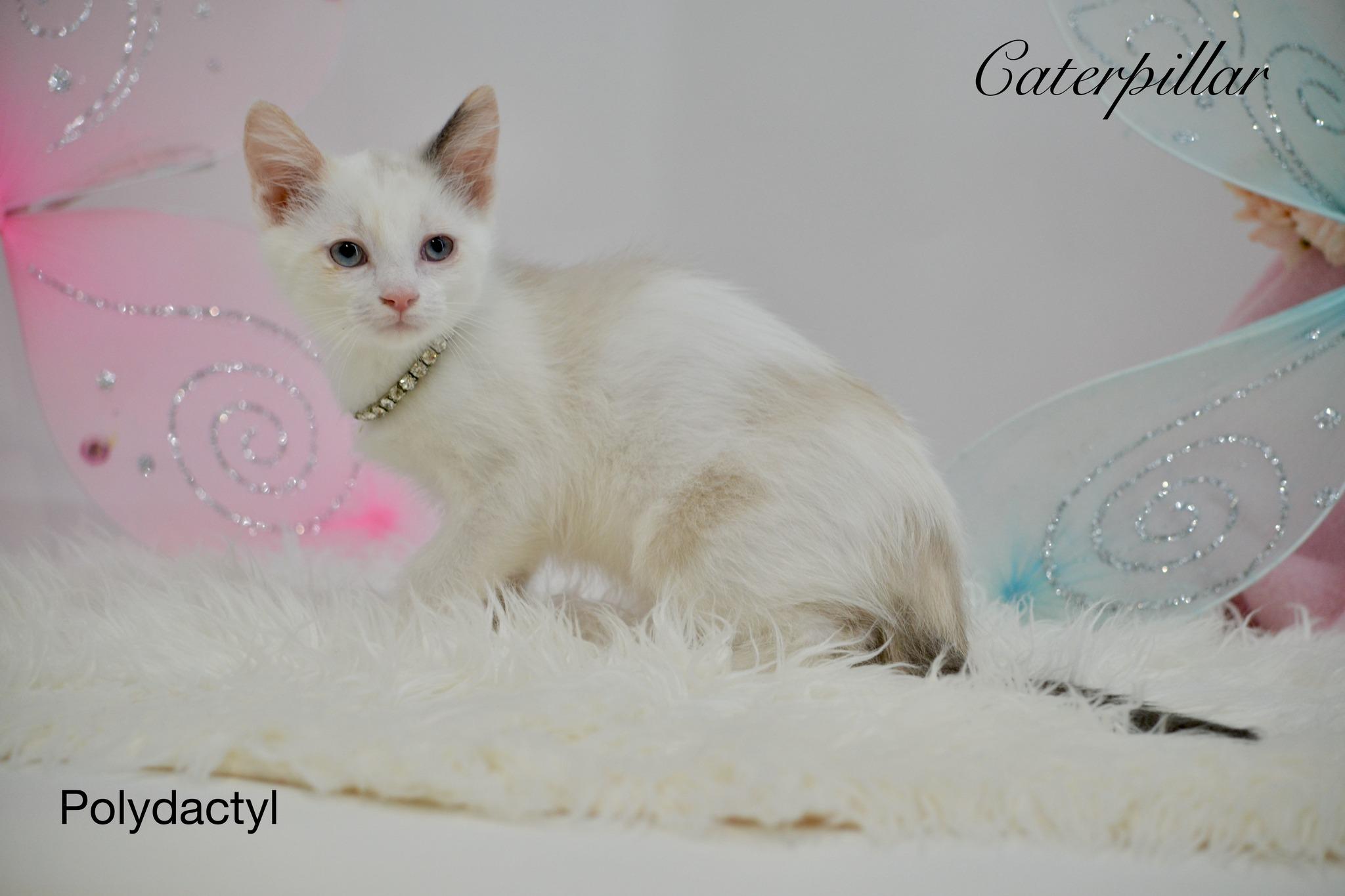 Caterpillar photo 1