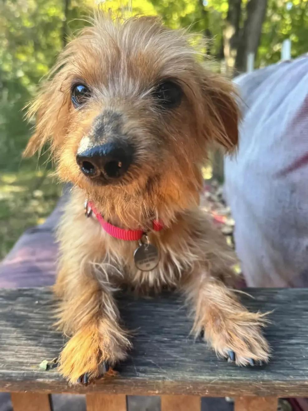 Enlarge Sherman, a Adopted mixed breed in St. Paul, MN image 1/3