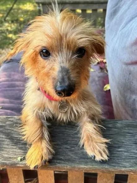 Enlarge Sherman, a Adopted mixed breed in St. Paul, MN image 2/3