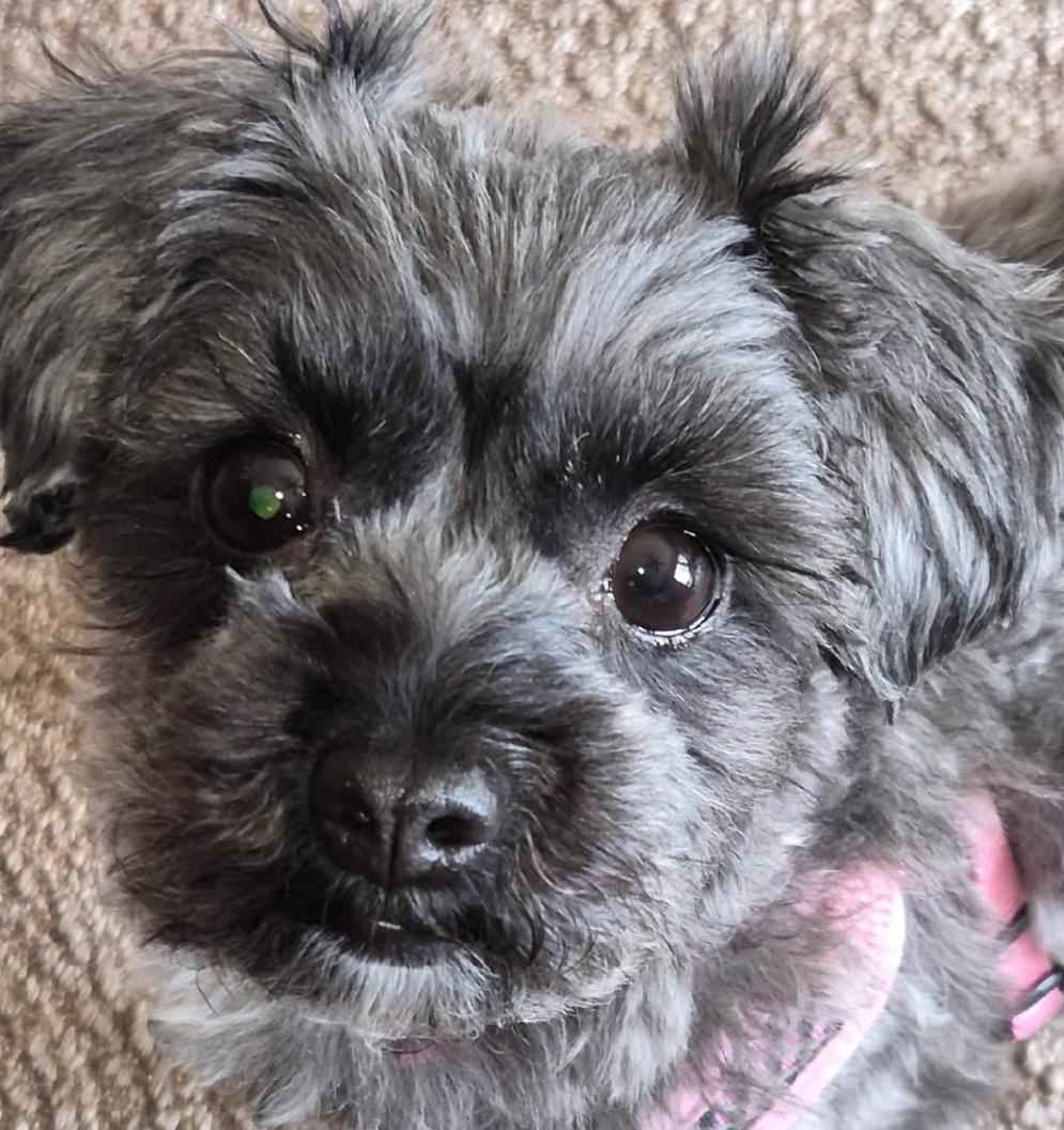 Maude, Adoptable, Adult Female Shih Tzu.