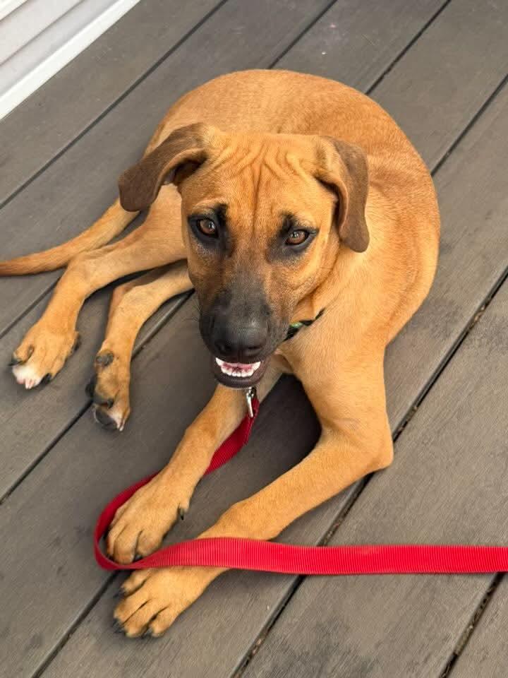 Enlarge Brody, a ADOPTABLE mixed breed in East Greenwich, RI image 2/4