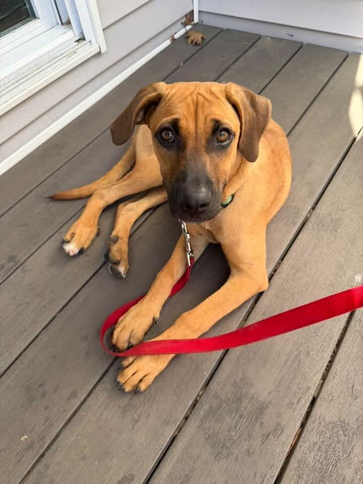 Enlarge Brody, a ADOPTABLE mixed breed in East Greenwich, RI image 4/4