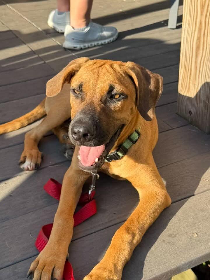 Enlarge Brody, a ADOPTABLE mixed breed in East Greenwich, RI image 3/4