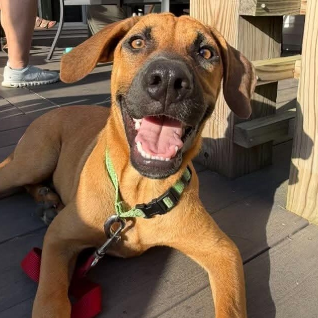Enlarge Brody, a ADOPTABLE mixed breed in East Greenwich, RI image 1/4