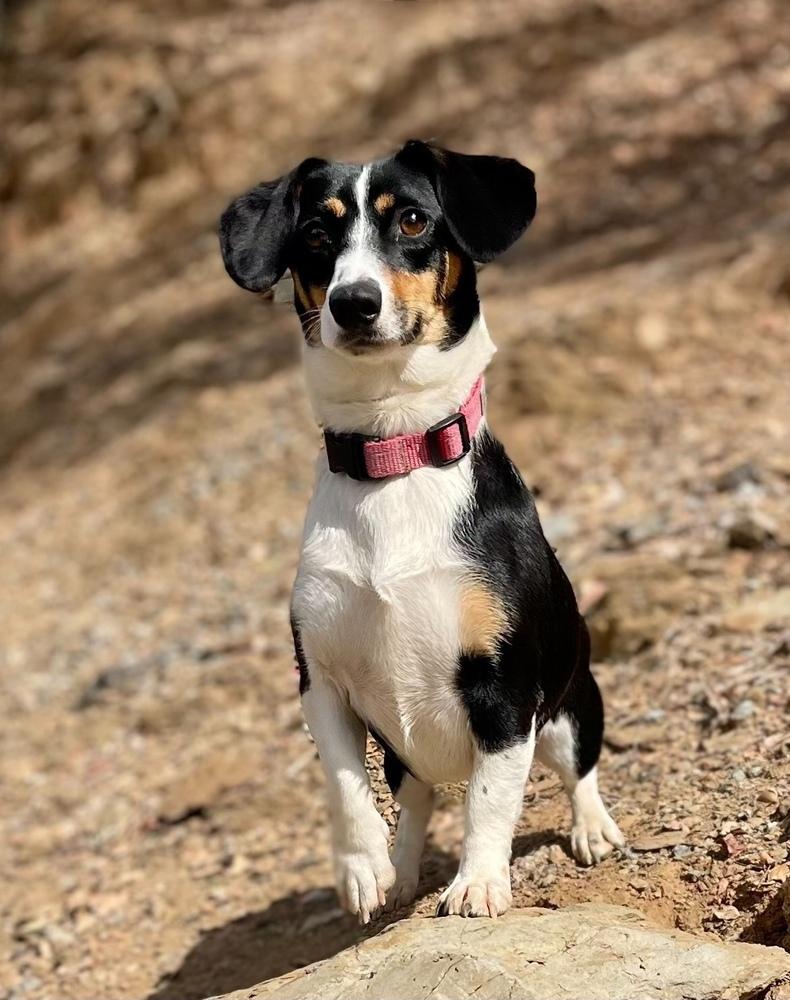 Annie, Adopted, Young Female Dachshund.