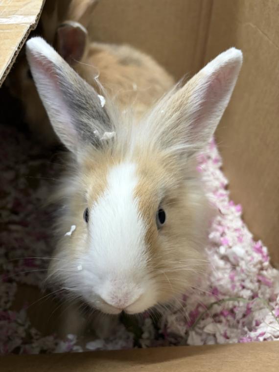 Enlarge Slug, a Adoptable Lionhead in Fruit Heights, UT image 1/6