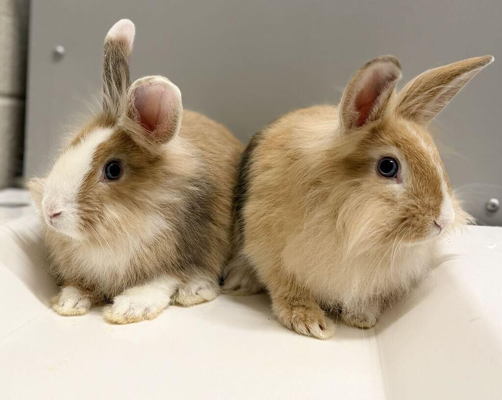 Enlarge Slug, a Adoptable Lionhead in Fruit Heights, UT image 2/6