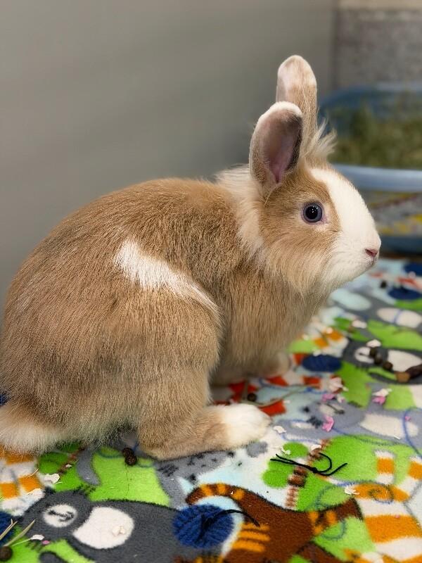 Enlarge Slug, a Adoptable Lionhead in Fruit Heights, UT image 3/6