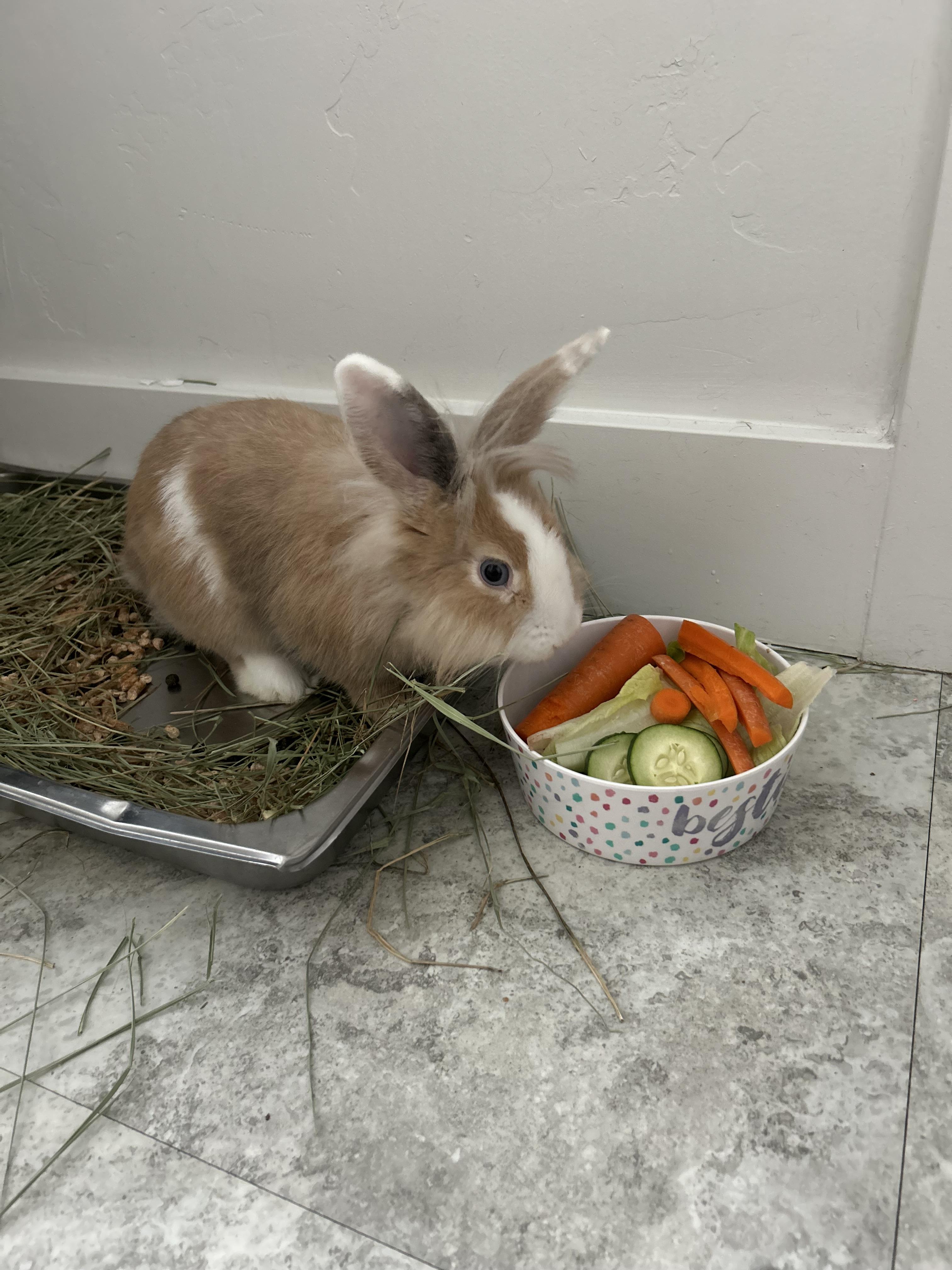 Enlarge Slug, a Adoptable Lionhead in Fruit Heights, UT image 4/6
