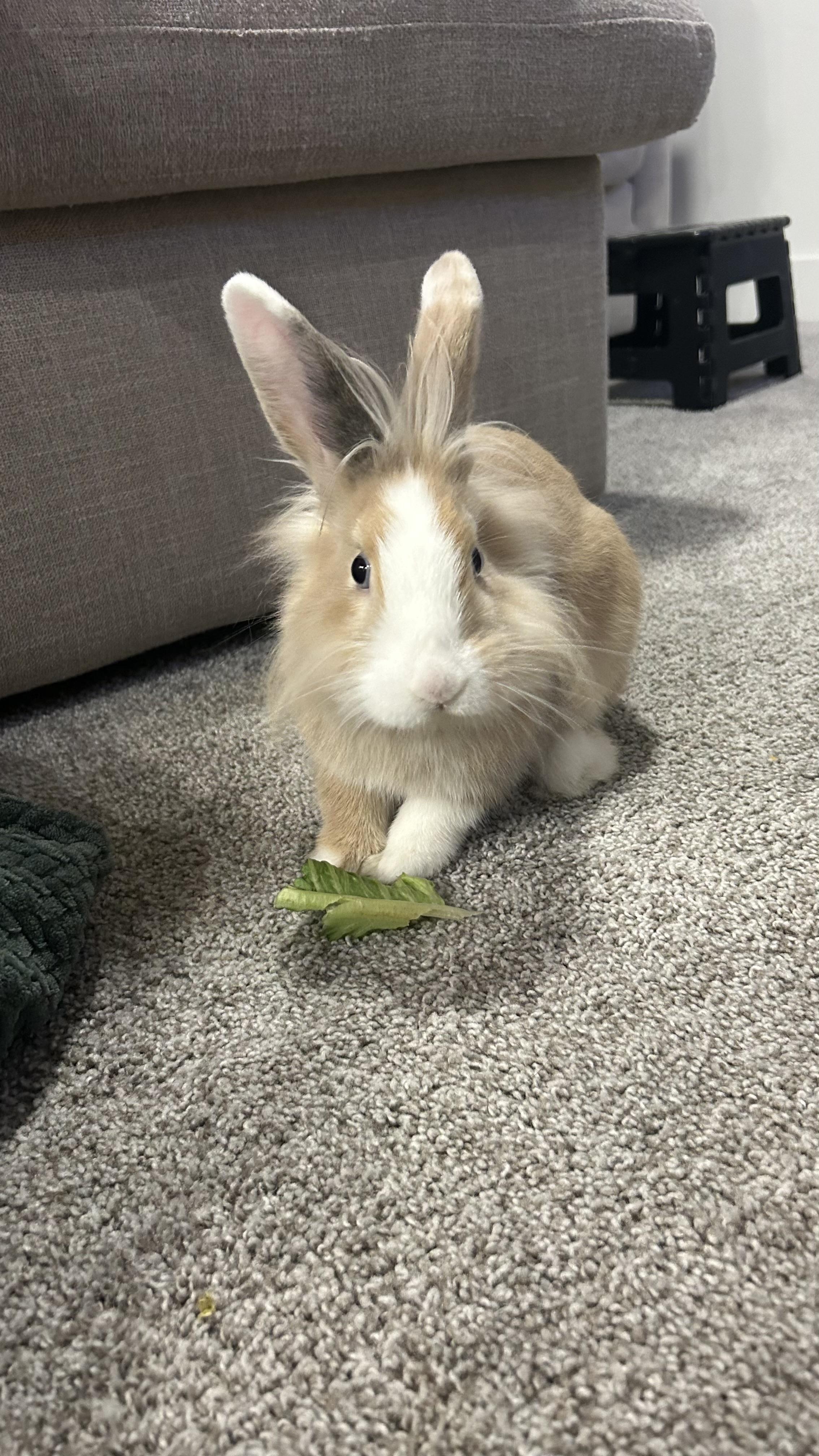 Enlarge Slug, a Adoptable Lionhead in Fruit Heights, UT image 5/6