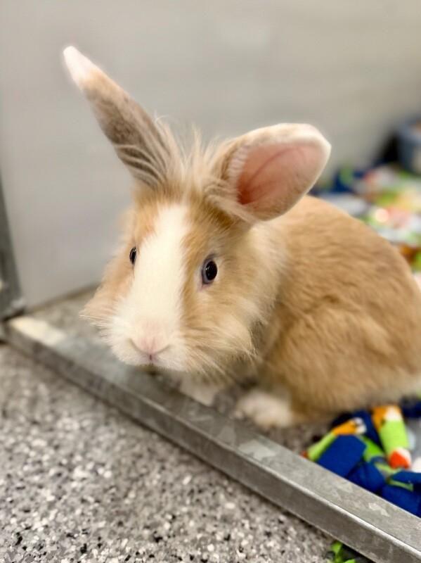 Enlarge Slug, a Adoptable Lionhead in Fruit Heights, UT image 6/6