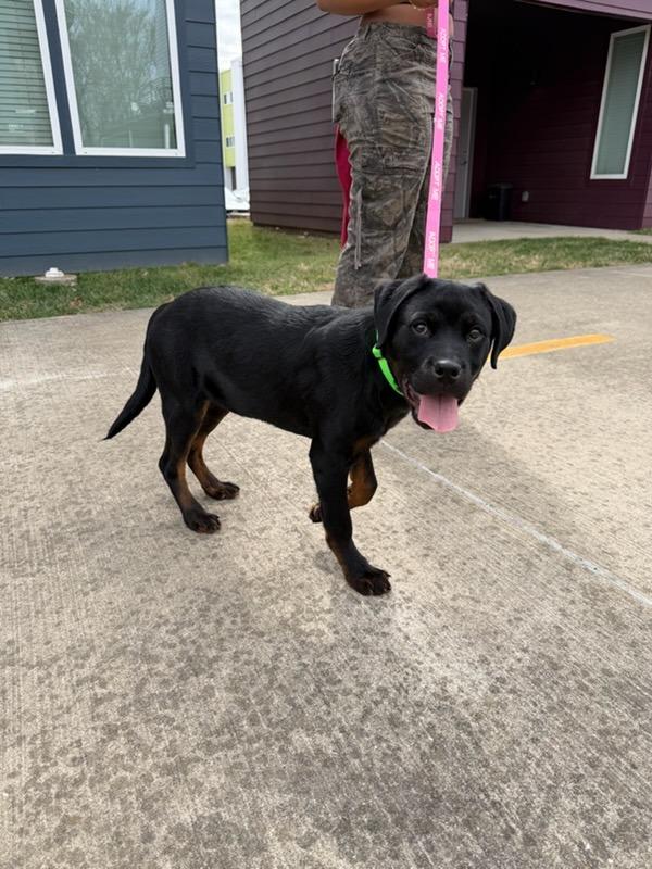Sasha, Adoptable, Puppy Female Rottweiler & Mixed Breed.