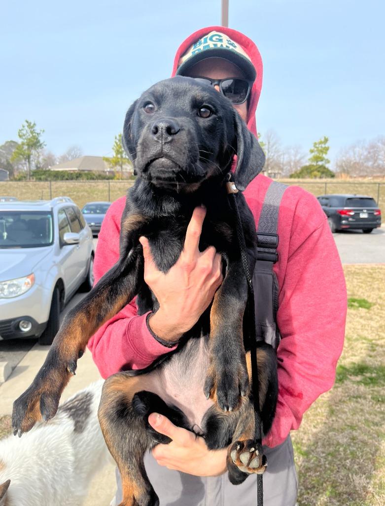 Enlarge Sasha, a Adoptable mixed breed in Fayetteville, AR image 4/6